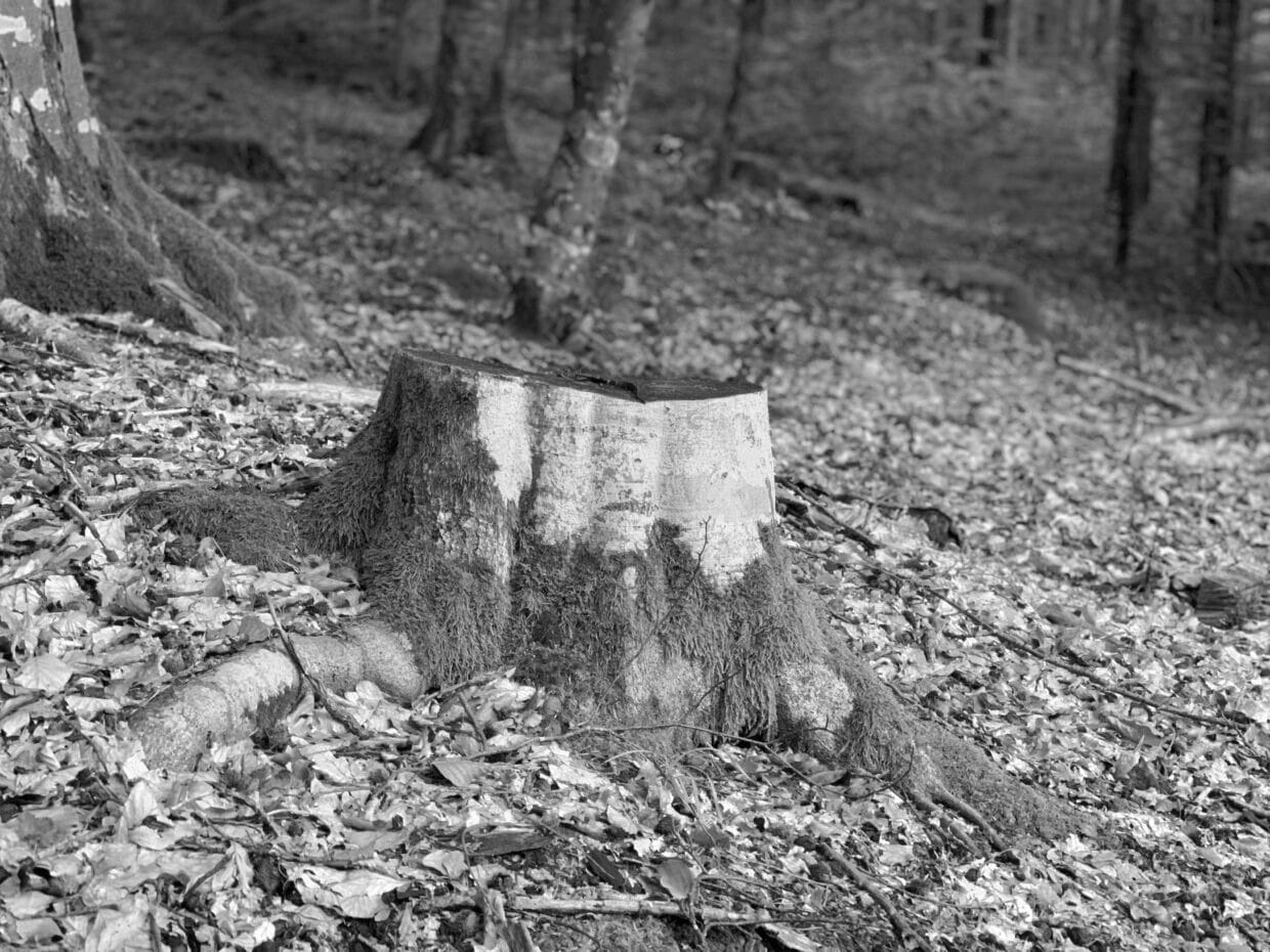 Naturbilder nr1 - Deutsche Manufakturenstrasse Baumstumpf im Wald, umgeben von Laub und Moos, symbolisiert den Weg gefällter Bäume zur Werkstatt von Axel Heizmann.