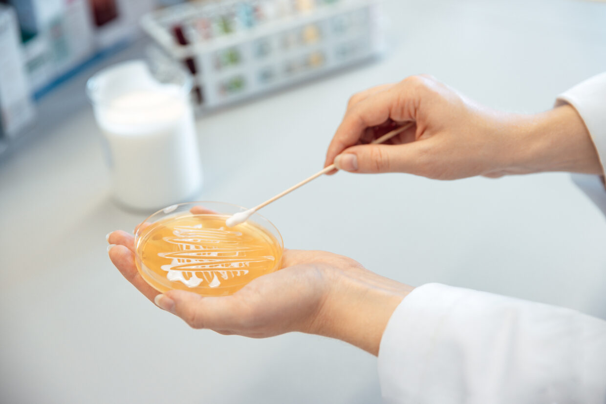 WEB_11A7398_Annemarie-Boerlind_Location_Sven-Cichowicz_2021 - Deutsche Manufakturenstrasse Hände in einem Labor, die mit einem Wattestäbchen eine Petri-Schale mit orangefarbener Kultur befeuchten.